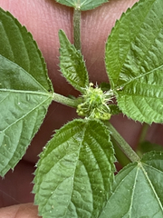 Acalypha ostryifolia