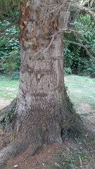 Abies nordmanniana