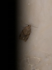 Argyrotaenia franciscana