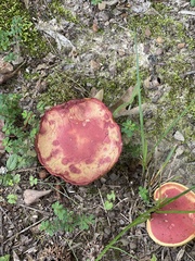 Boletus sensibilis