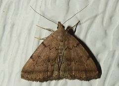 Zanclognatha dentata