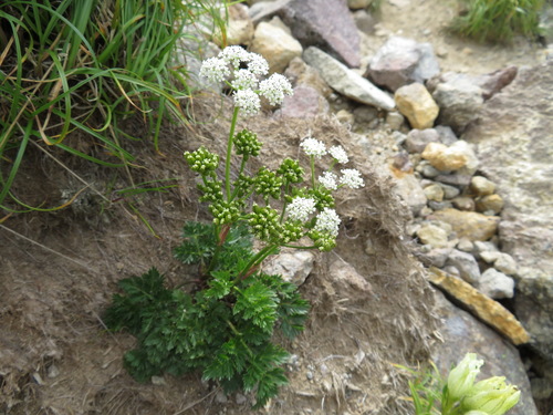 Ligusticum ajanense