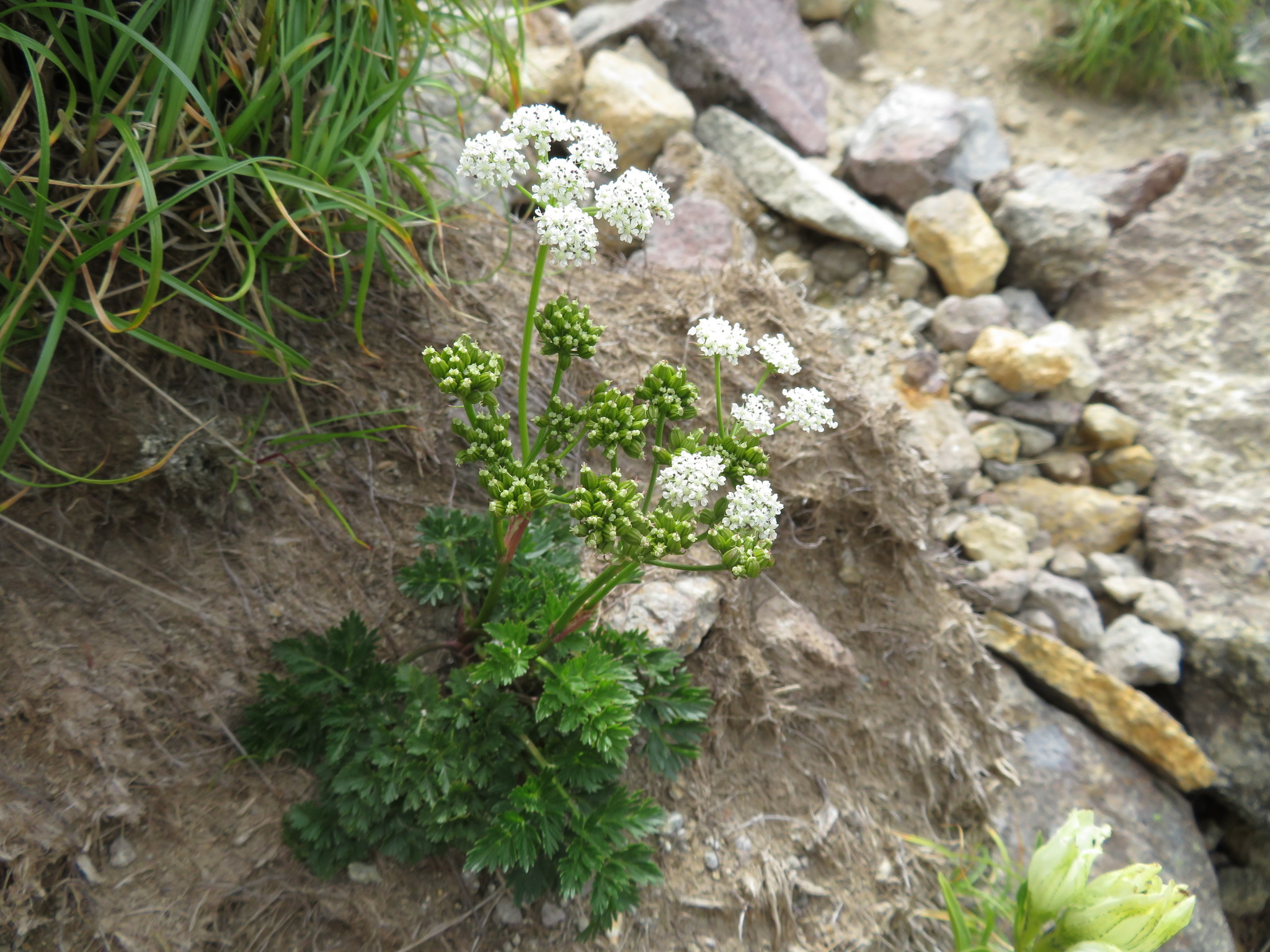 Tilingia ajanensis