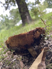 Boletus sensibilis
