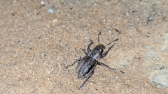 Naupactus peregrinus