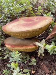 Boletus sensibilis