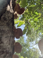 Trichaptum subchartaceum