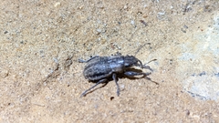 Naupactus peregrinus