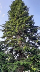 Abies nordmanniana