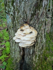 Climacodon septentrionalis