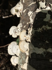 Trichaptum subchartaceum