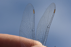 Somatochlora hudsonica