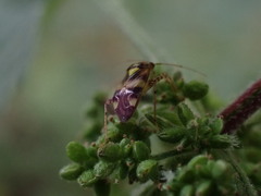 Miridae
