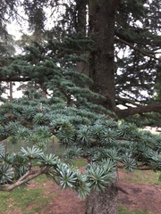 Cedrus libani