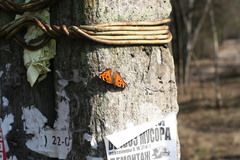 Nymphalis xanthomelas