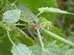 Opiliones