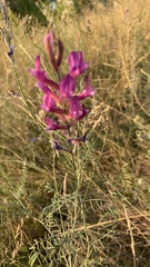 Astragalus varius