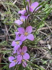 Boronia stricta