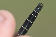 Somatochlora hudsonica