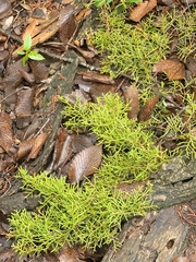 Juniperus pinchotii
