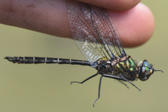 Somatochlora hudsonica