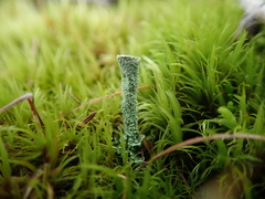 Cladonia