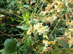Cuscuta campestris