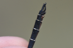 Somatochlora hudsonica