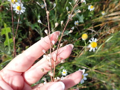 Camelina microcarpa