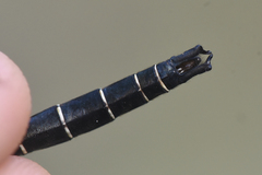 Somatochlora hudsonica