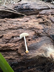 Mycena carmeliana