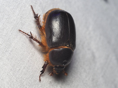 Pentodontini