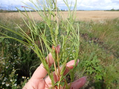 Epilobium tetragonum