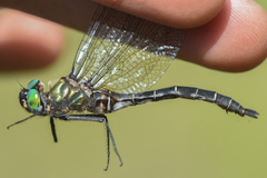Somatochlora hudsonica