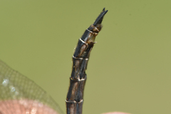 Somatochlora hudsonica