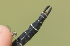 Somatochlora hudsonica