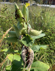 Asclepias syriaca