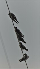 Petrochelidon fulva