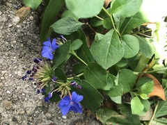 Ceratostigma