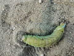 Smerinthus ocellata
