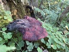 Ganoderma lucidum