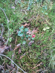 Vaccinium vitis-idaea