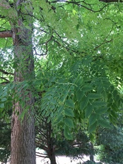 Gymnocladus dioicus