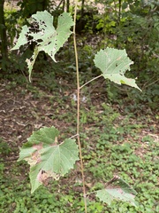Vitis aestivalis