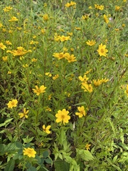 Bidens polylepis