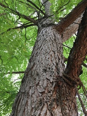 Gymnocladus dioicus