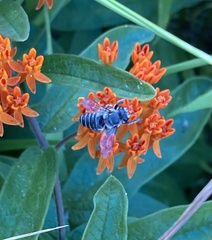 Megachilini