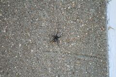 Latrodectus variolus