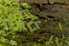 Lophocolea heterophylla