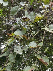 Vitis aestivalis